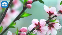 非遗扬州·飞花.jpg
