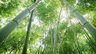 《春来，寻味泰州》之八：竹趣.jpg