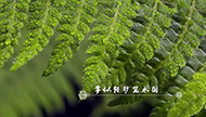 《春来，寻味泰州》之四：水上森林.jpg